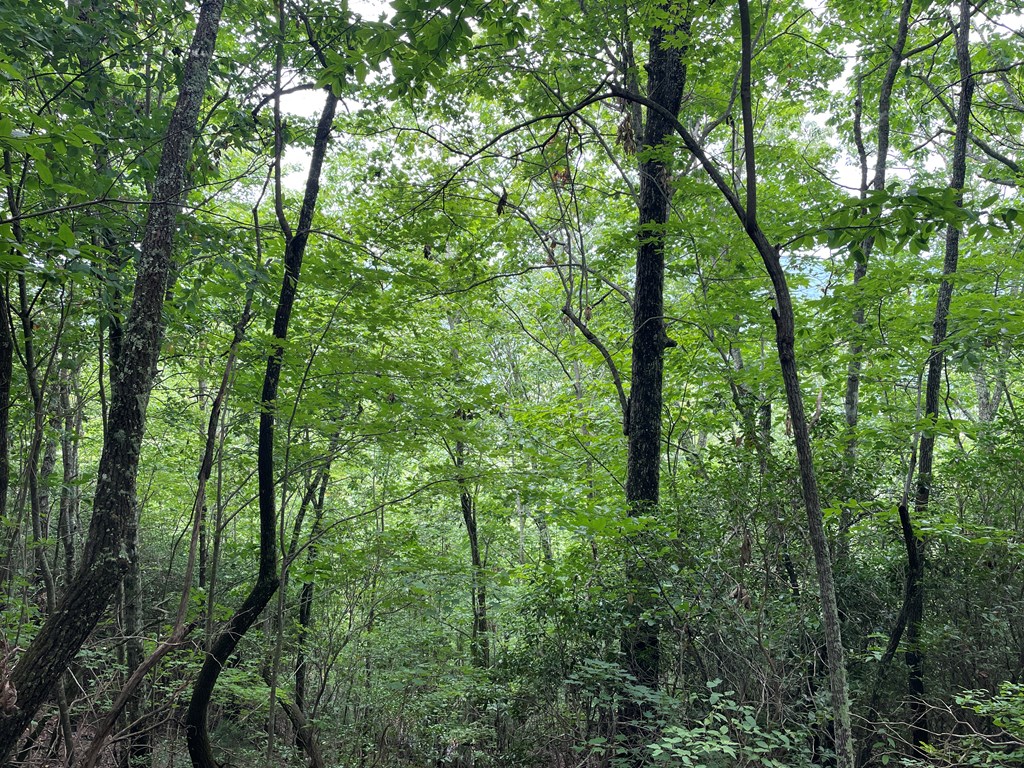 12, 13A Brasstown Heights Ln