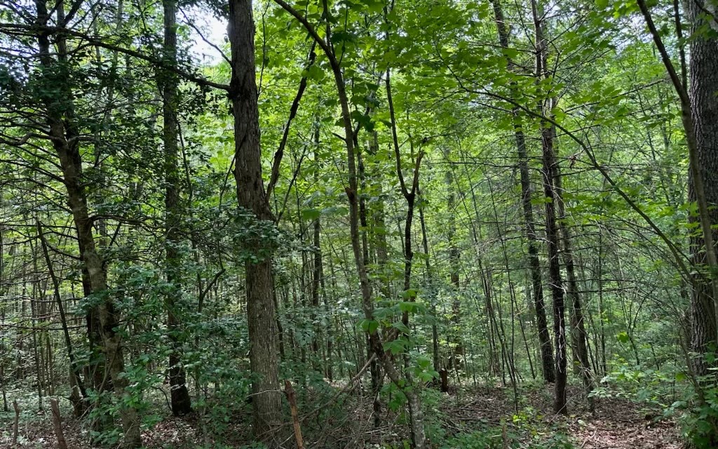 0 Bluffs Of Cartecay