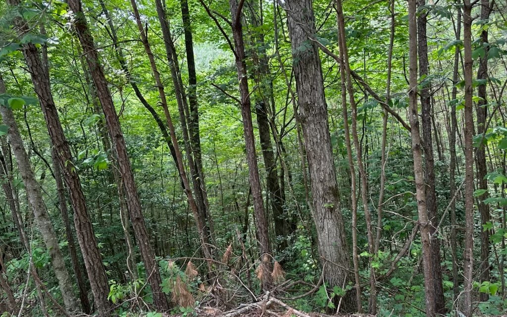 0 Bluffs Of Cartecay