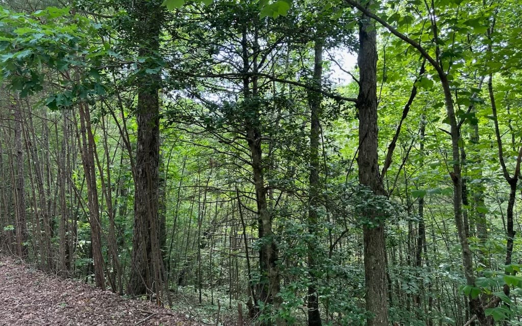 0 Bluffs Of Cartecay