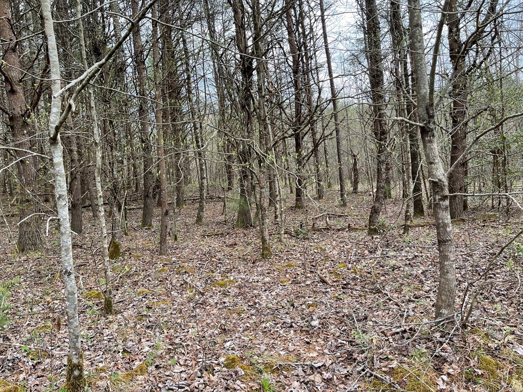 00 Laurel Branch Road