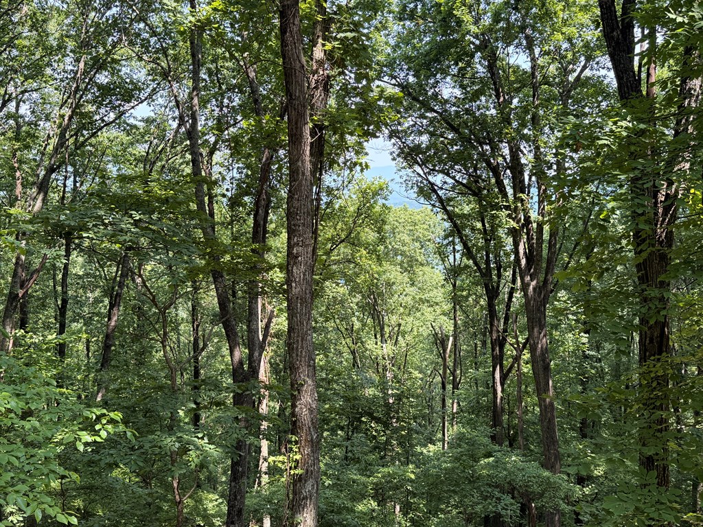 LT M177 Walnut Ridge