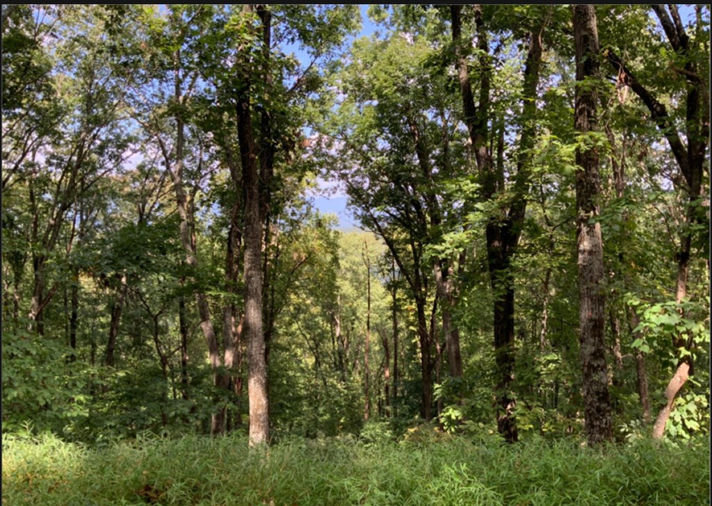 LT M177 Walnut Ridge