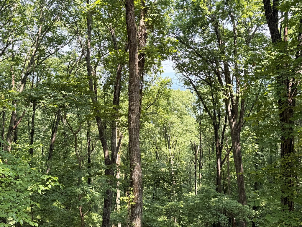 LT M177 Walnut Ridge