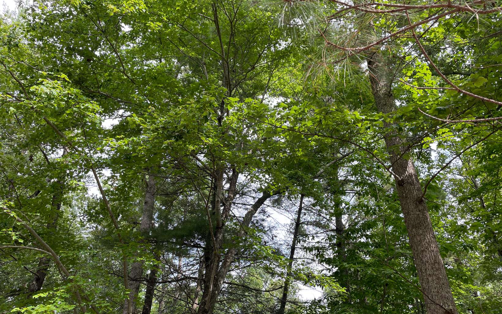 LOT13 Sour Apple Lane