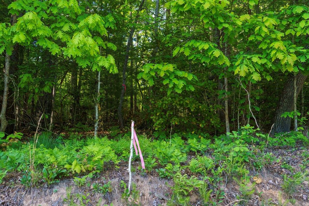 TR 3 W Gum Log Road