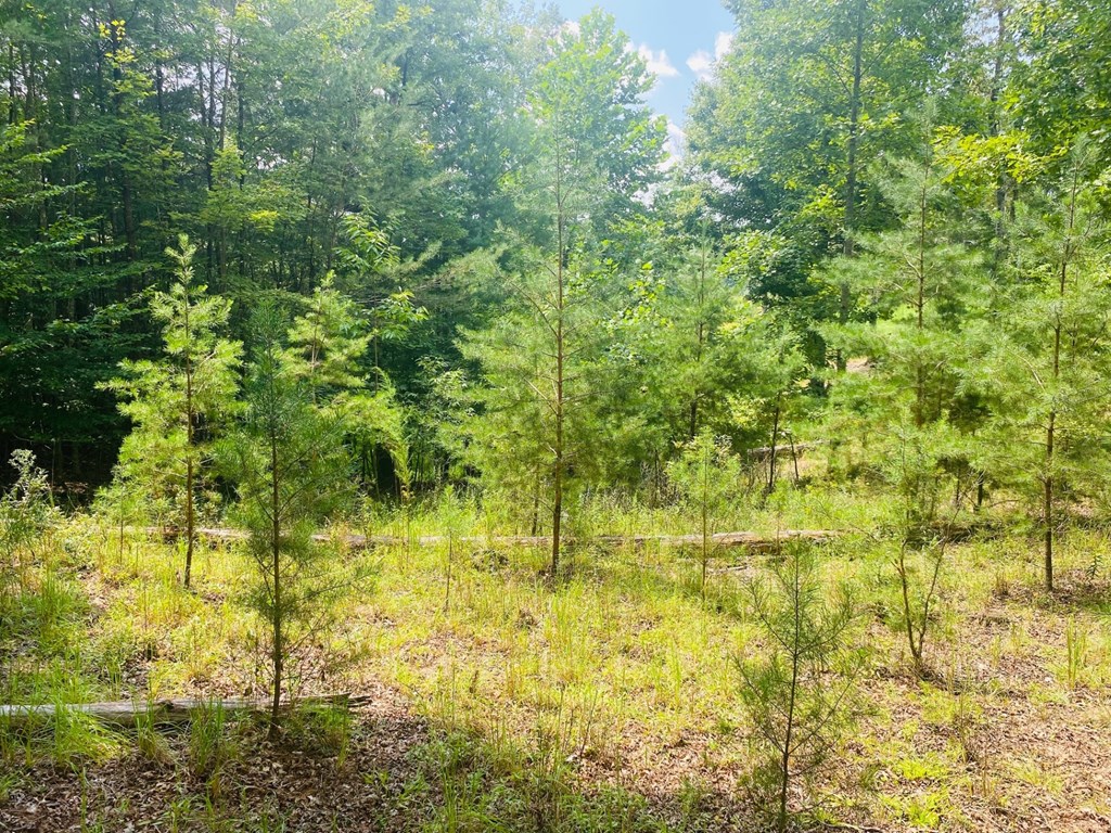 Lot 89 River Mountain Road