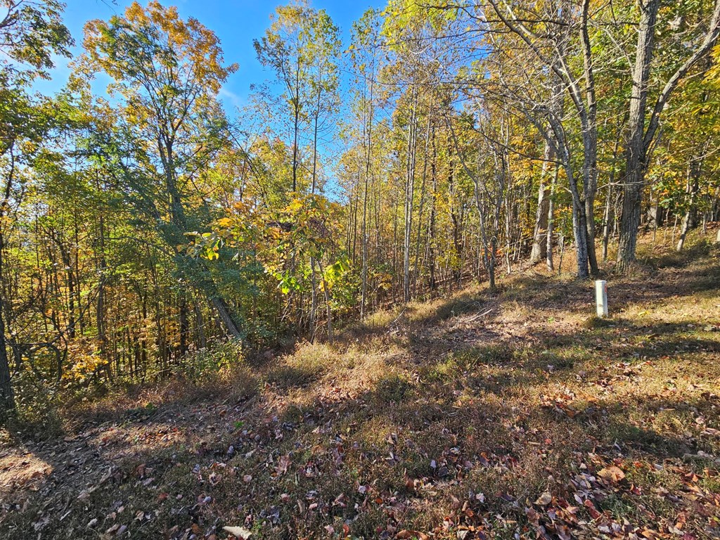 38 Trophy Buck Point