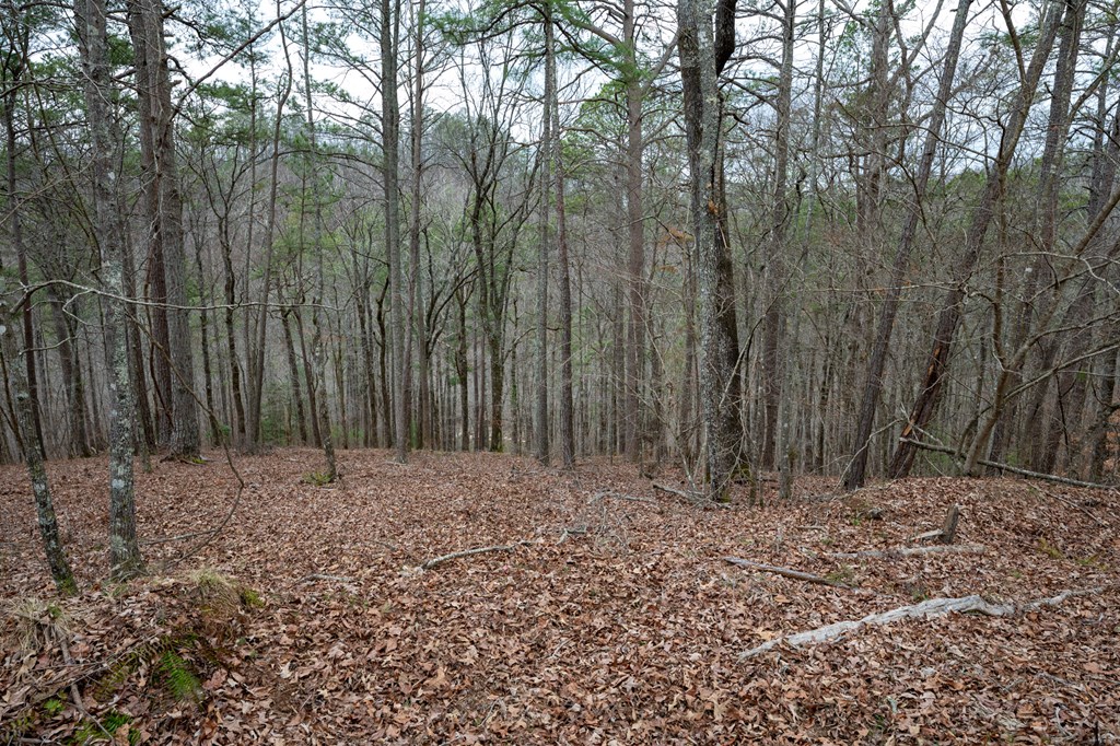 Ellijay, Georgia 30540, United States, 3 Bedrooms Bedrooms, ,3 BathroomsBathrooms,Residential,Active,54641