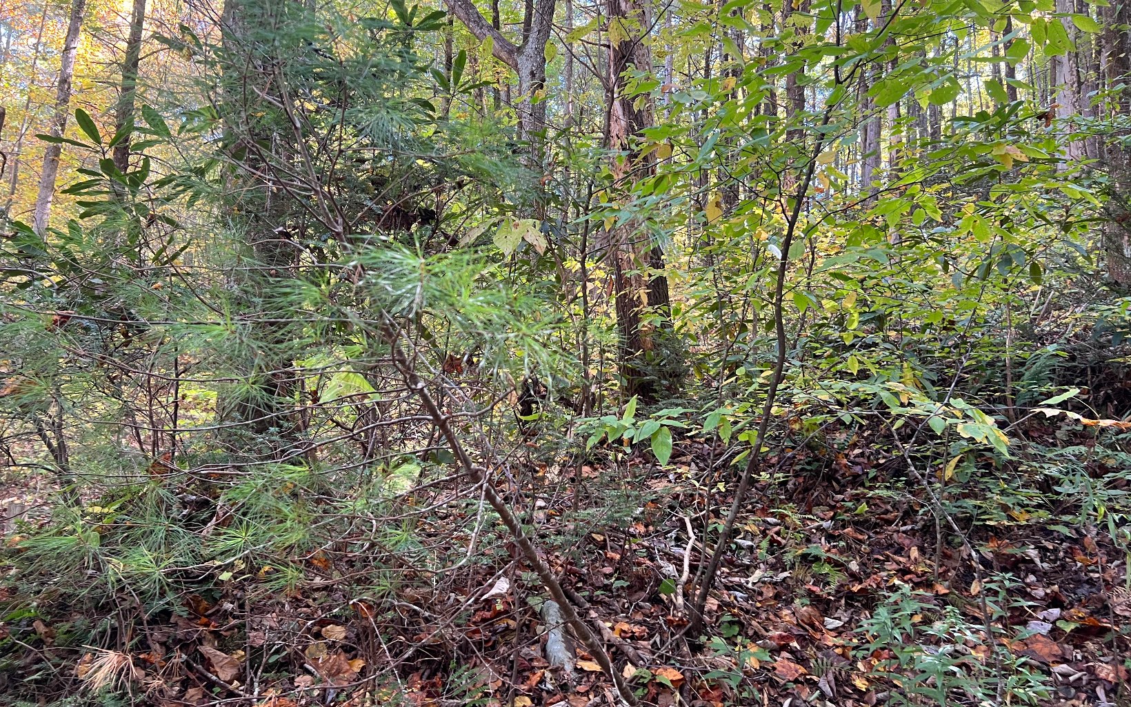 TR 1 Tusquittee Road