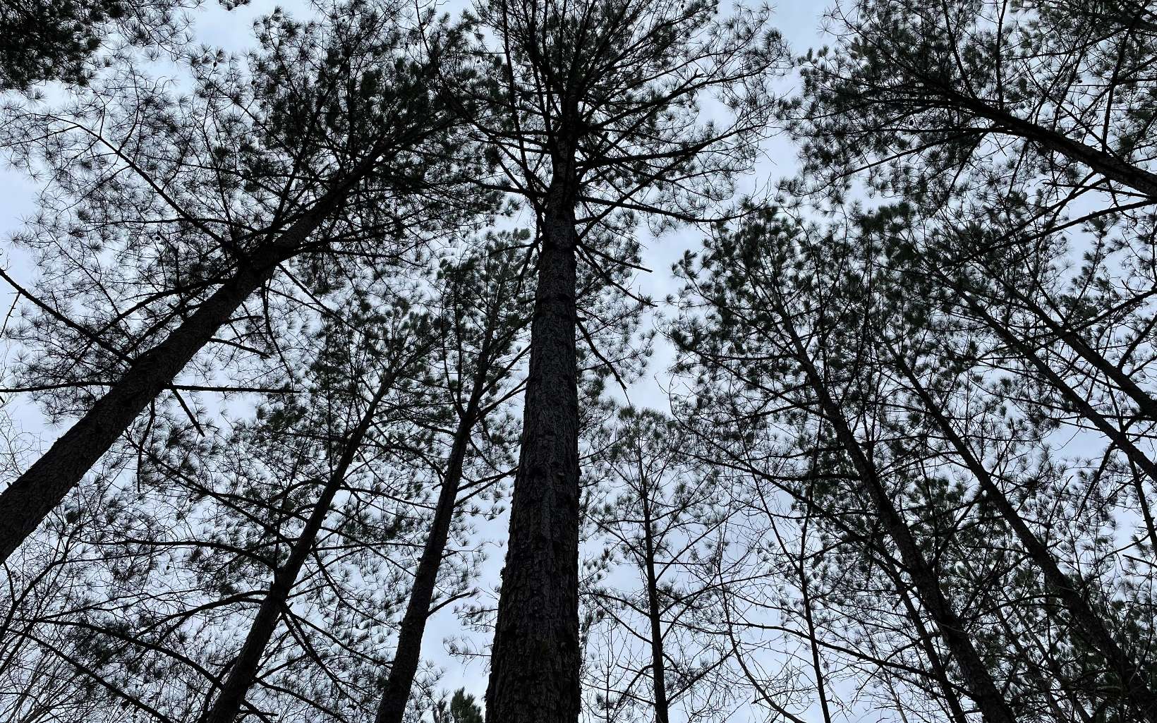 LOT45 Pinehurst Road