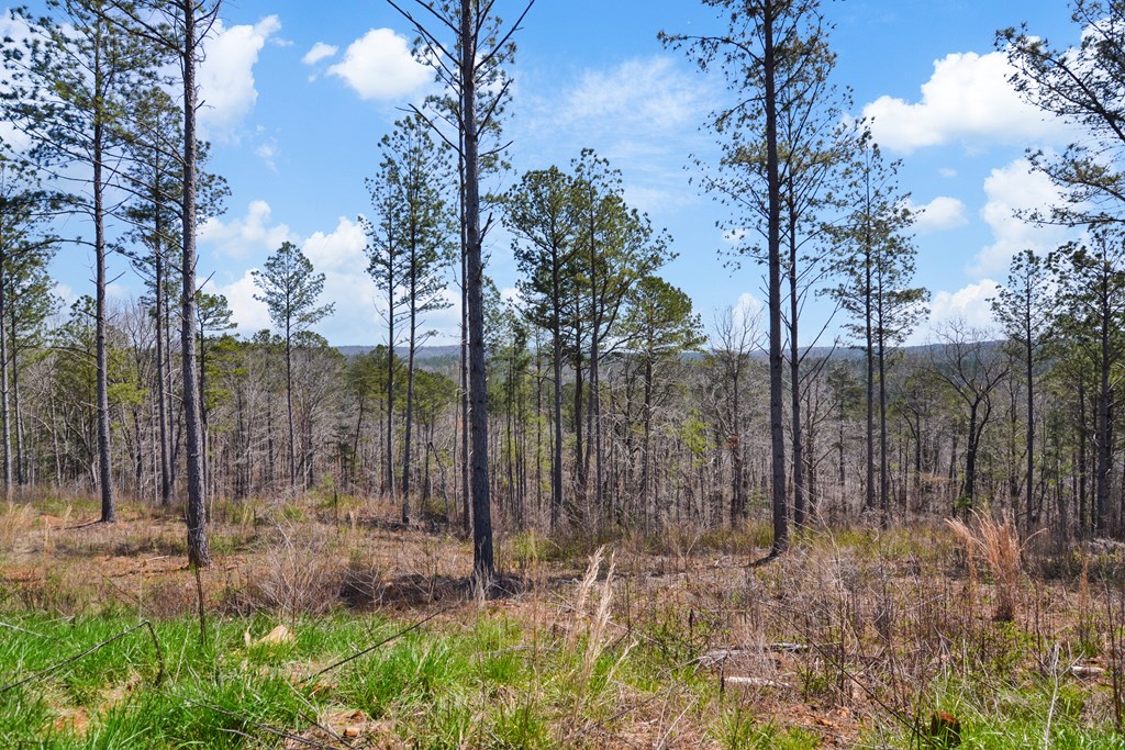Ellijay, Georgia 30540, United States, ,Land,Active,61975