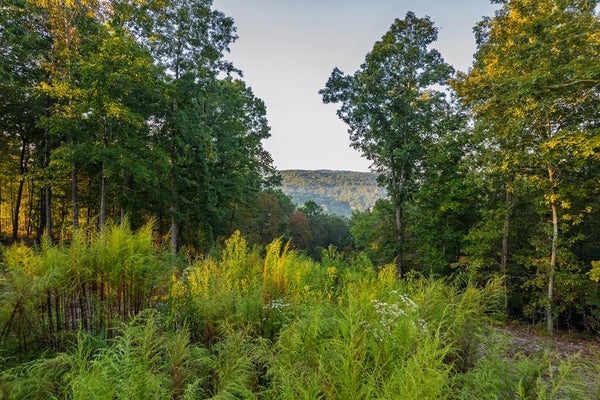 167 ANGLERS LOOP, BLUE RIDGE, GA 30513 - Image 1a125d08d344e609e3ee4ee6fba6735f/1992316885