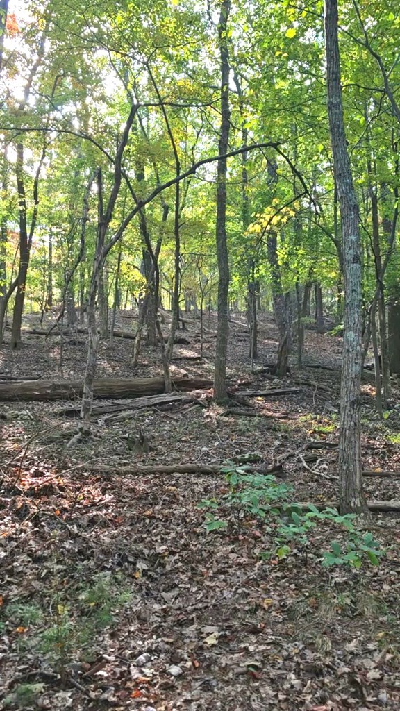 315 Windflower Drive