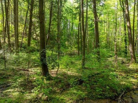 A home in Ellijay