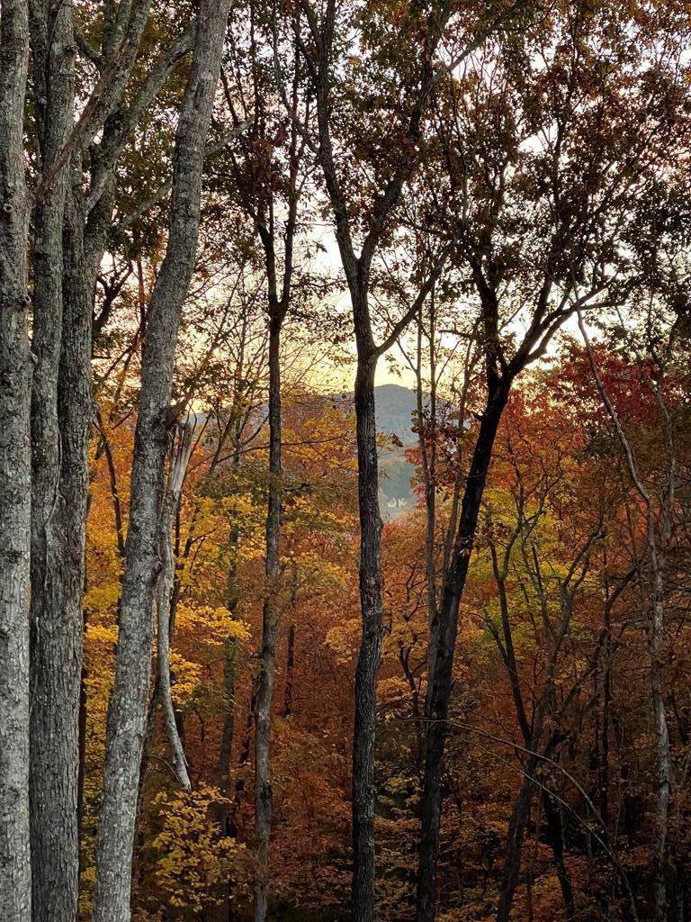 558 Tipton Springs Road