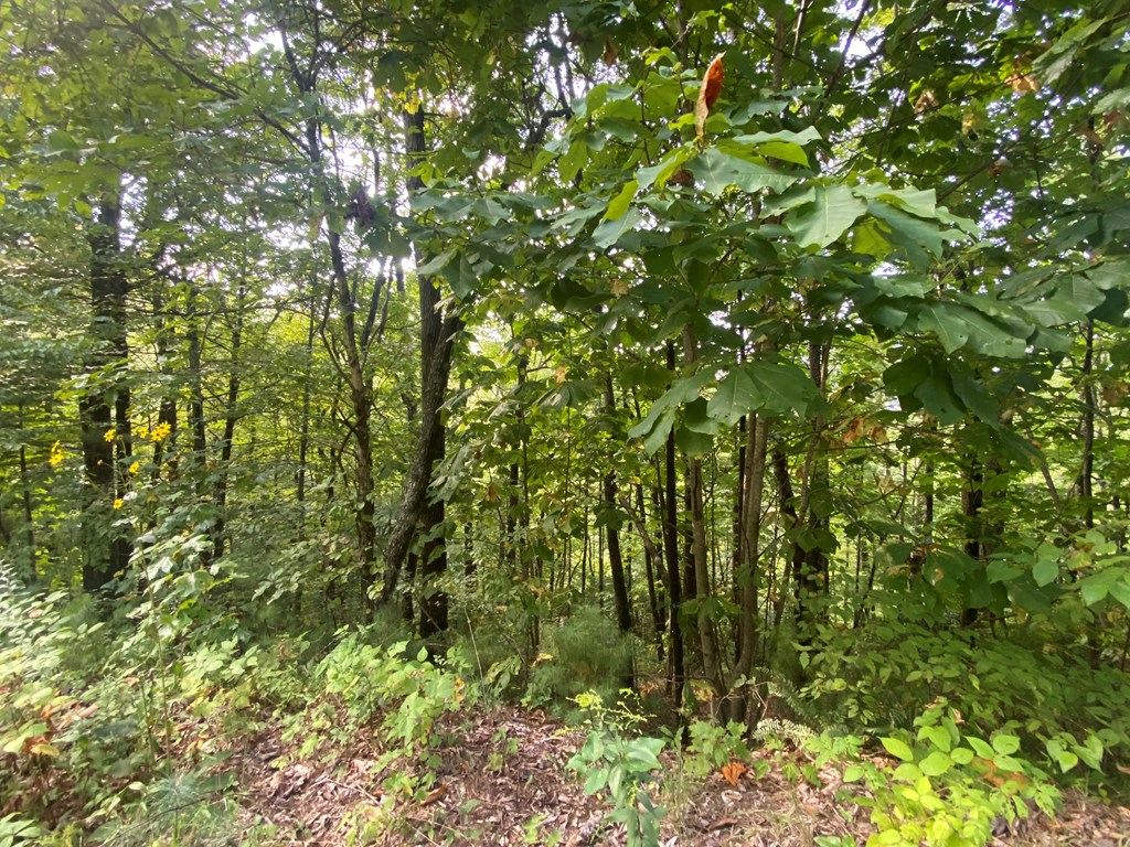 Lot 45 Big Secret Ln