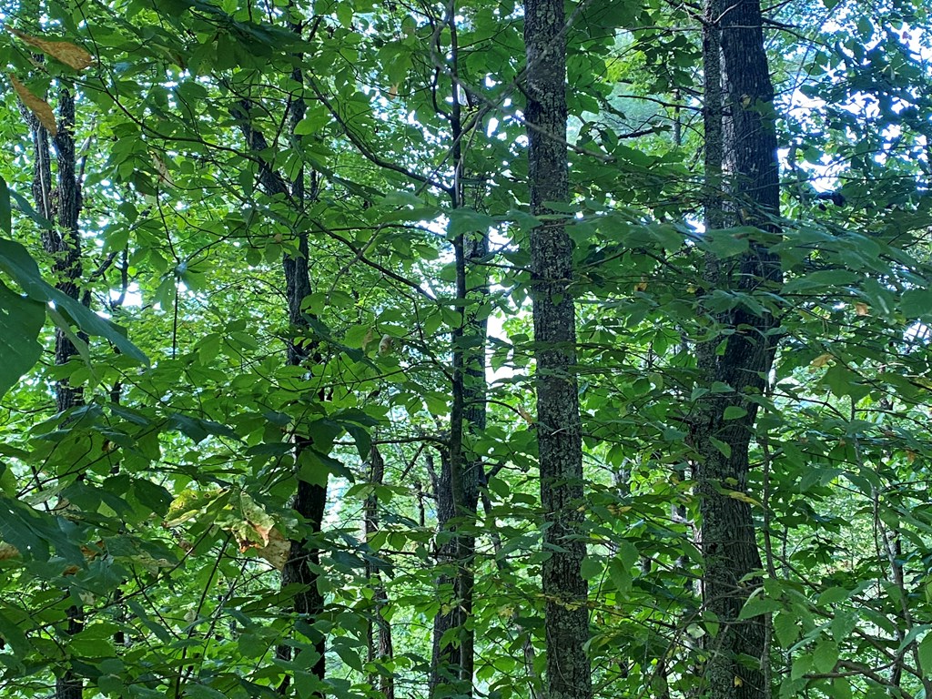 Lot 45 Big Secret Ln