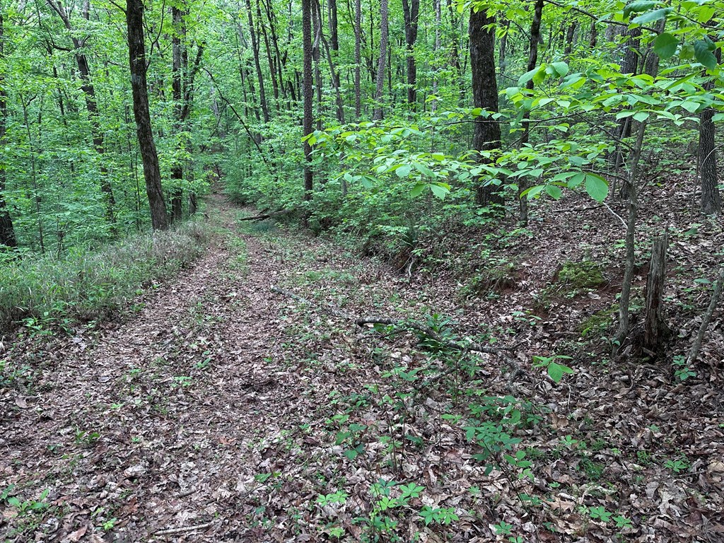 TR1TR3 Flat Branch Trail