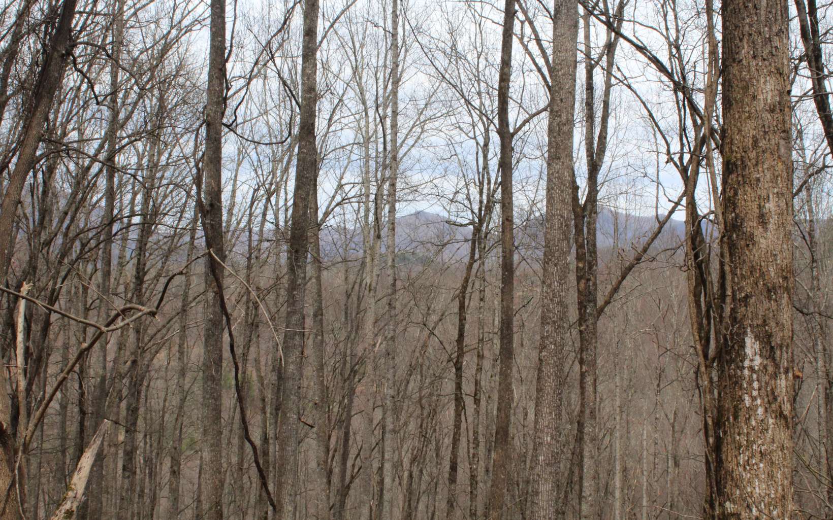 1&1A N Ridge High Meadows