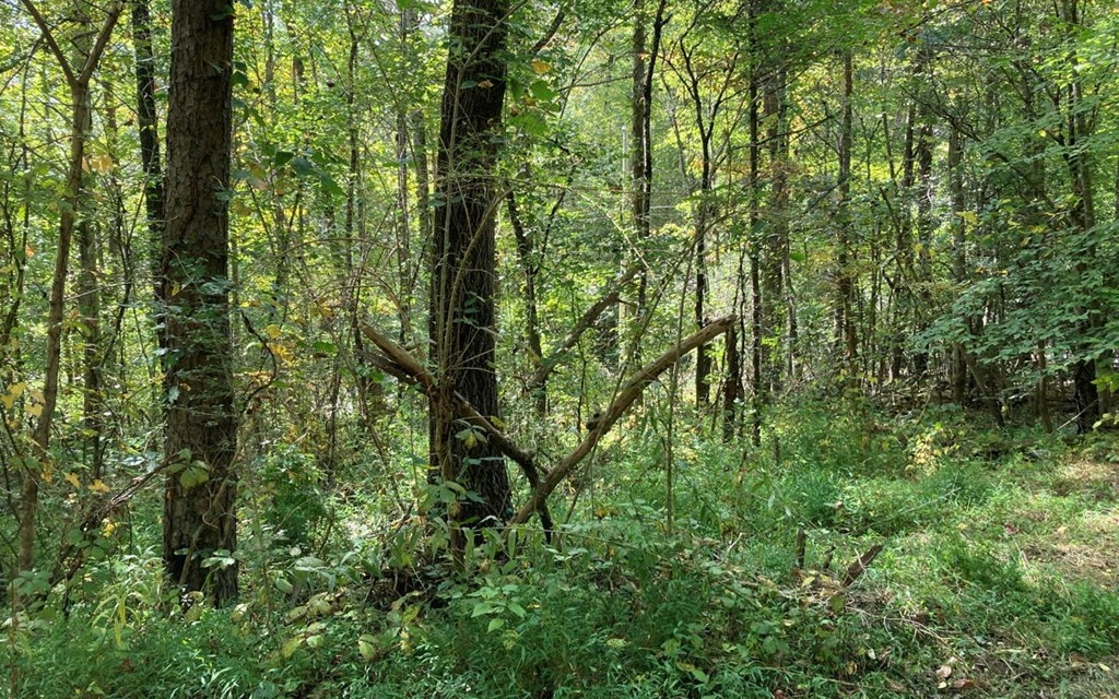 11 Mountain View Trail