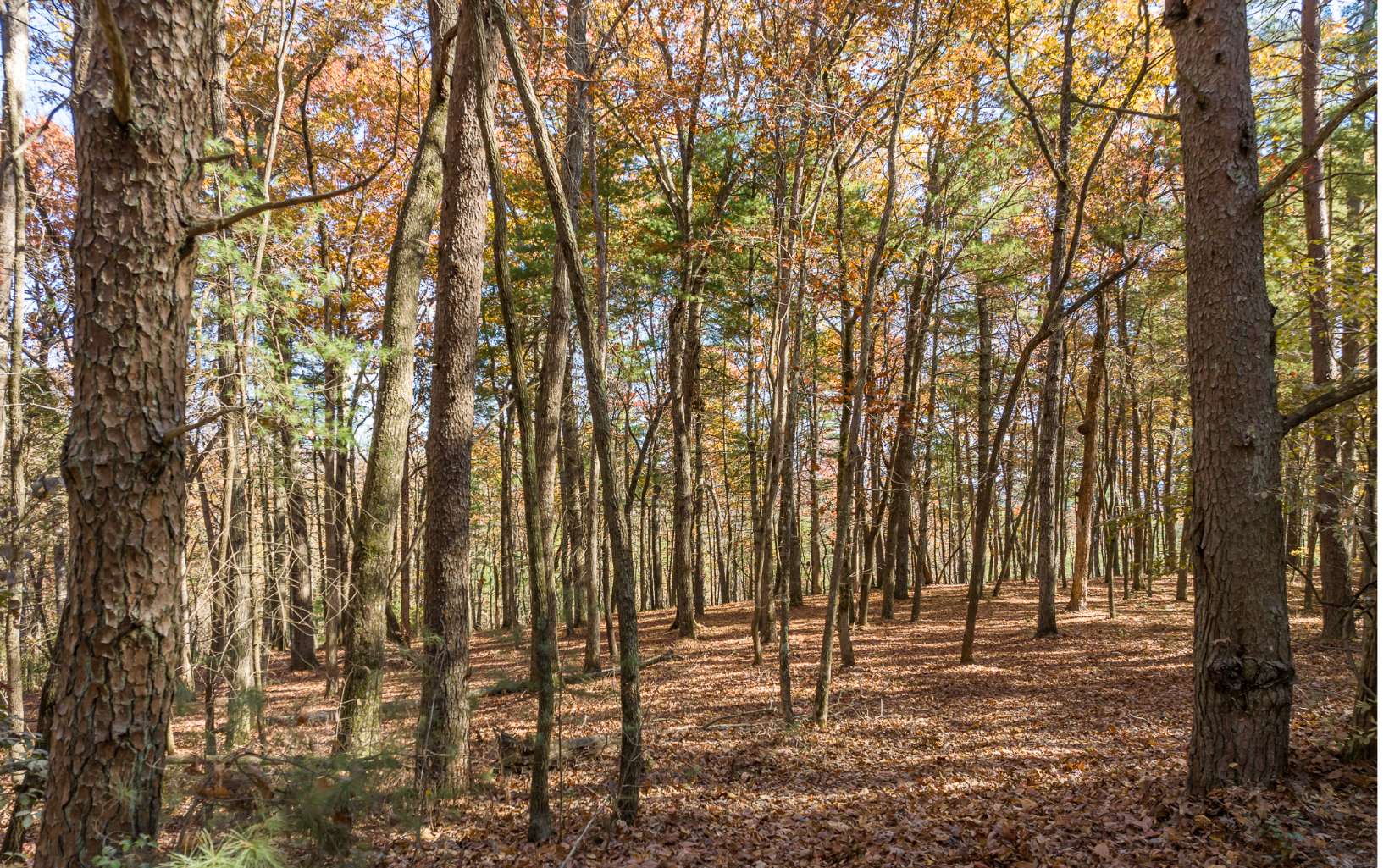 2 TR Old Anderson Creek