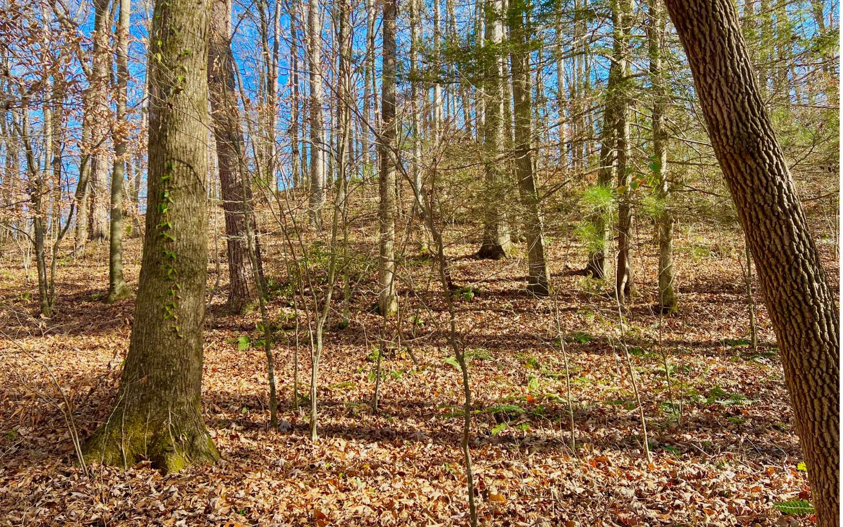 LOT 5 River Escape Trail