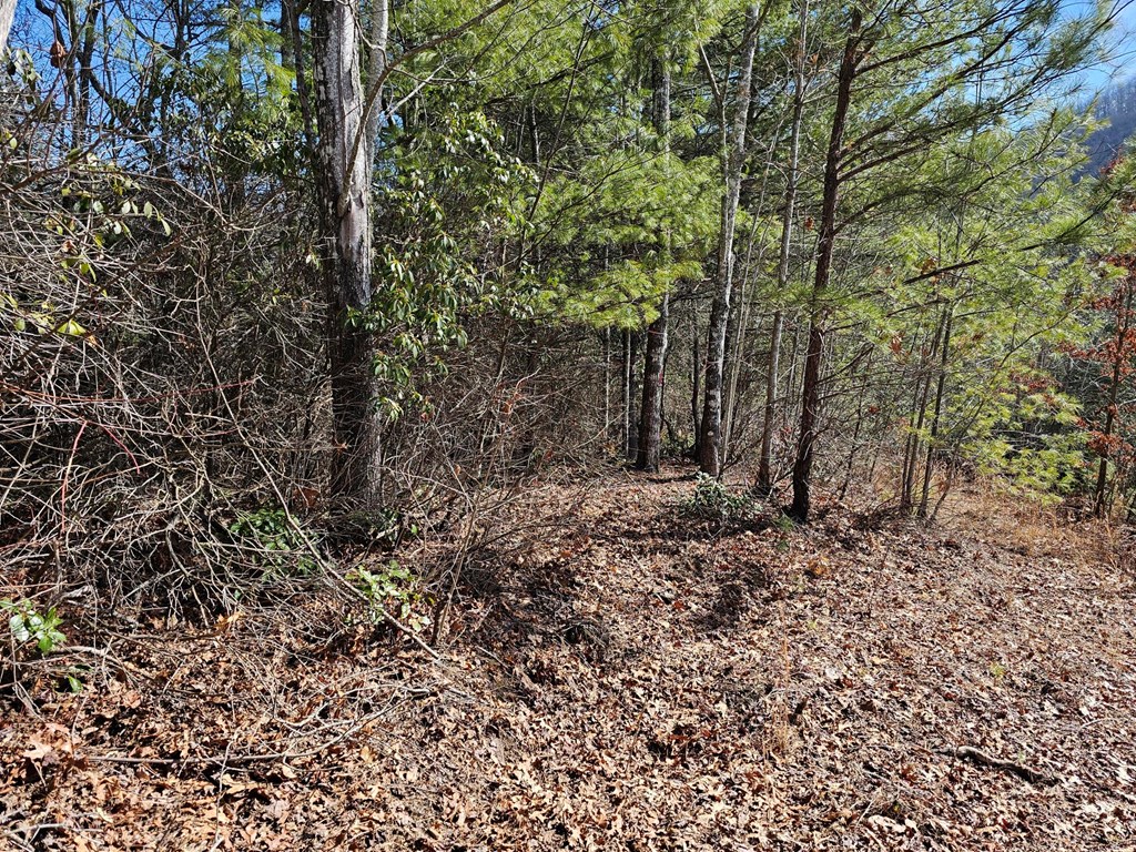 51 Kudzu Creek Trail