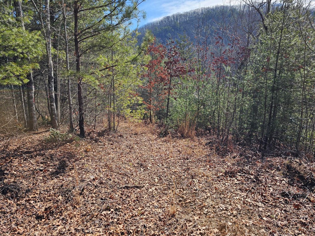 51 Kudzu Creek Trail