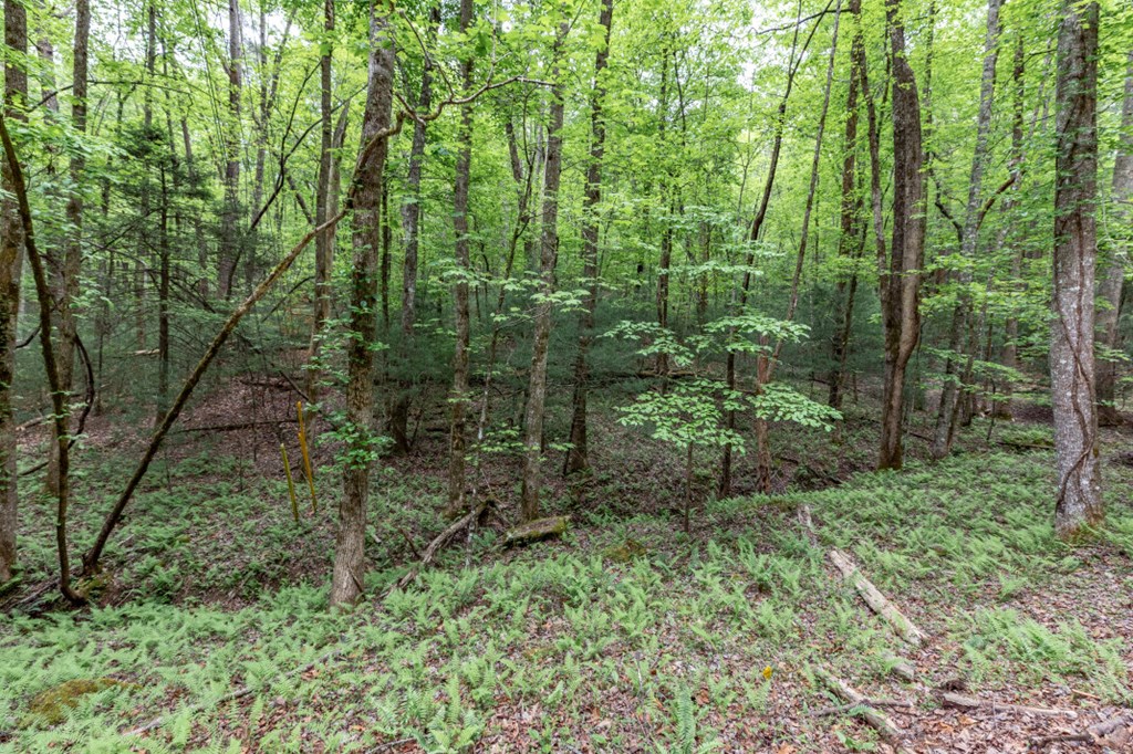 Lot 17 Lower Gap Road