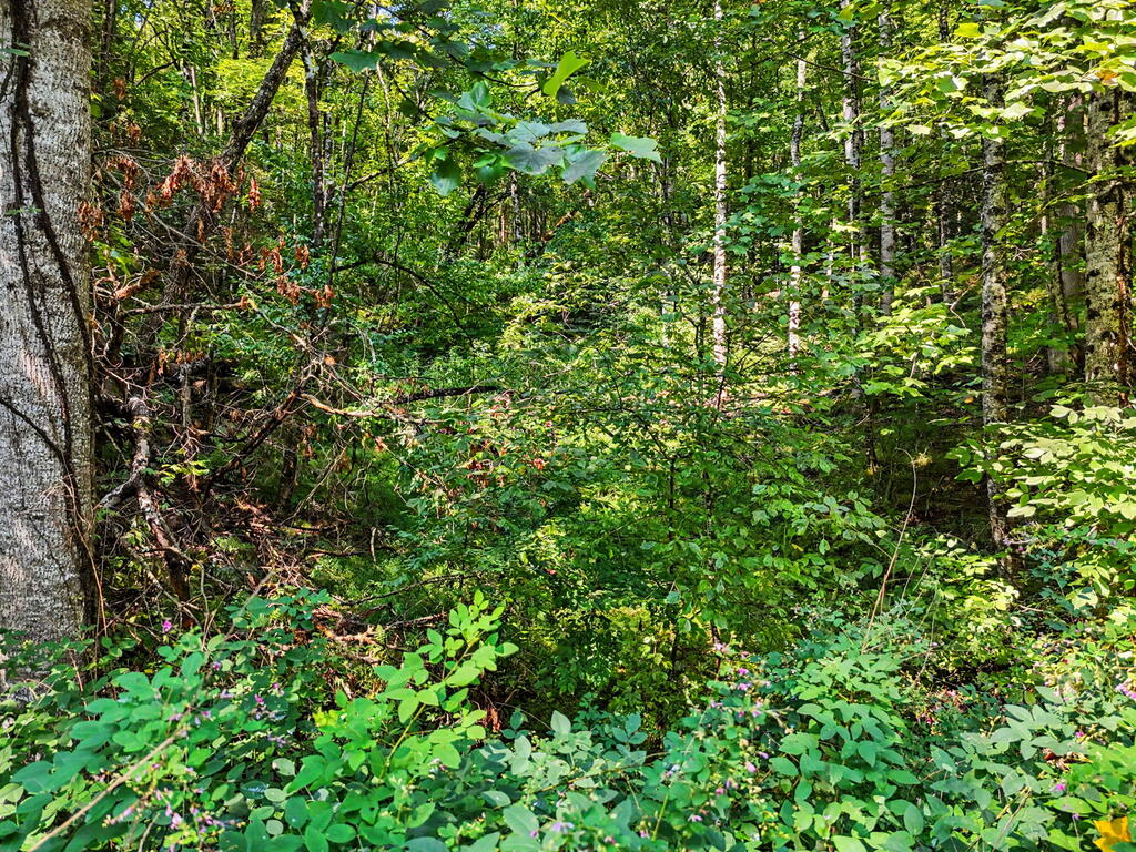 Lot 2 Brasstown Trails