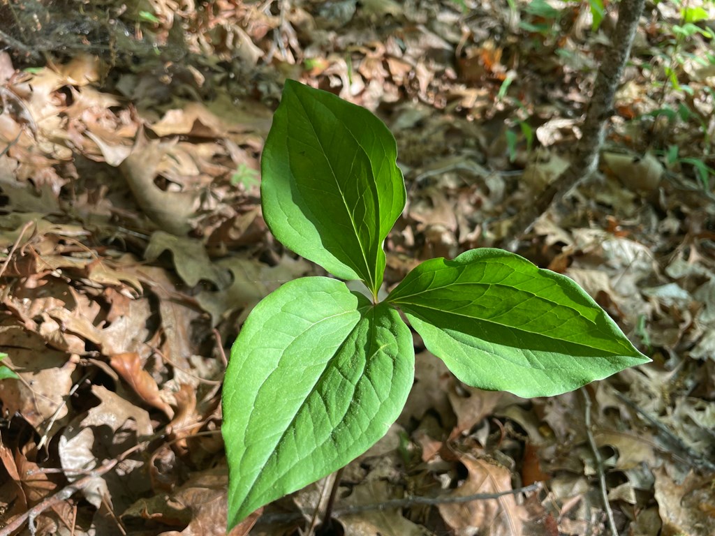 N/A Trillium Heights