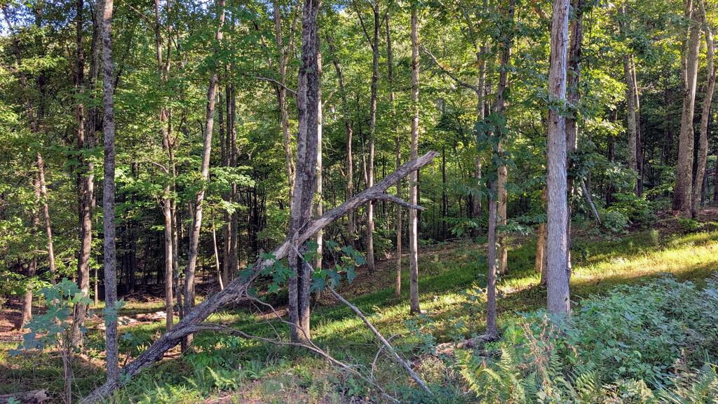 Lot 1 White Oak Circle