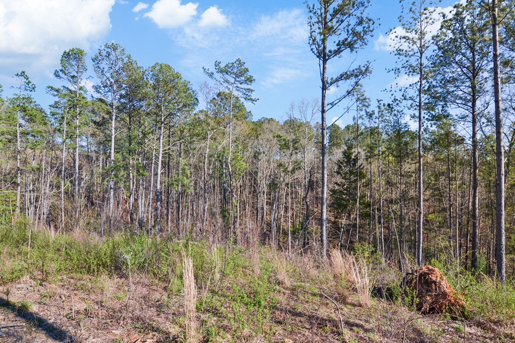 Ellijay, Georgia 30540, United States, ,Land,Active,61234