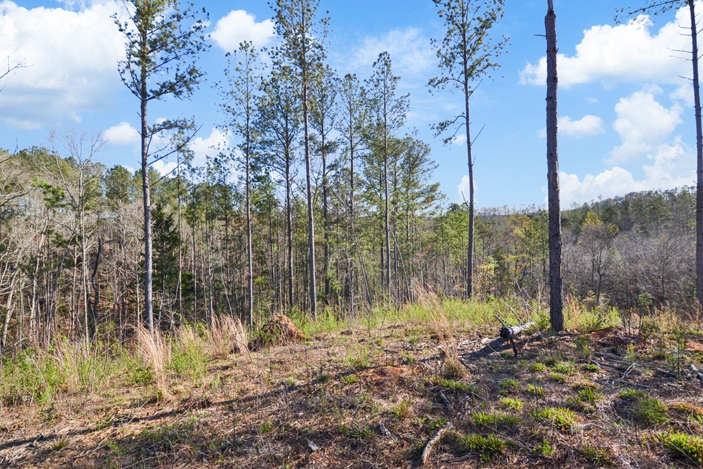 Ellijay, Georgia 30540, United States, ,Land,Active,61234