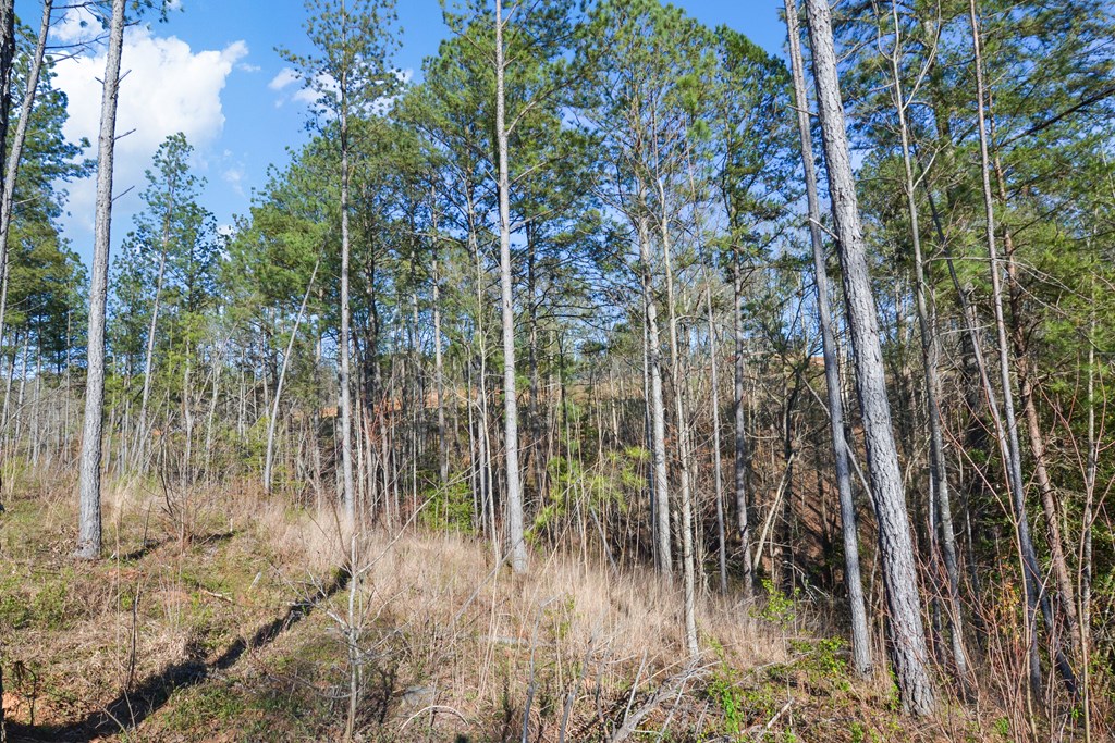 Ellijay, Georgia 30540, United States, ,Land,Active,61234