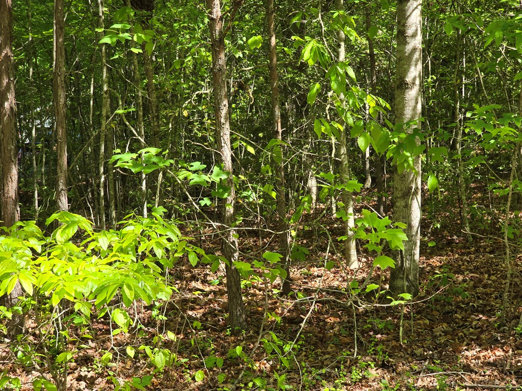 Tract 4A Garland Lane