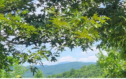 24 Mountain Knoll Lane