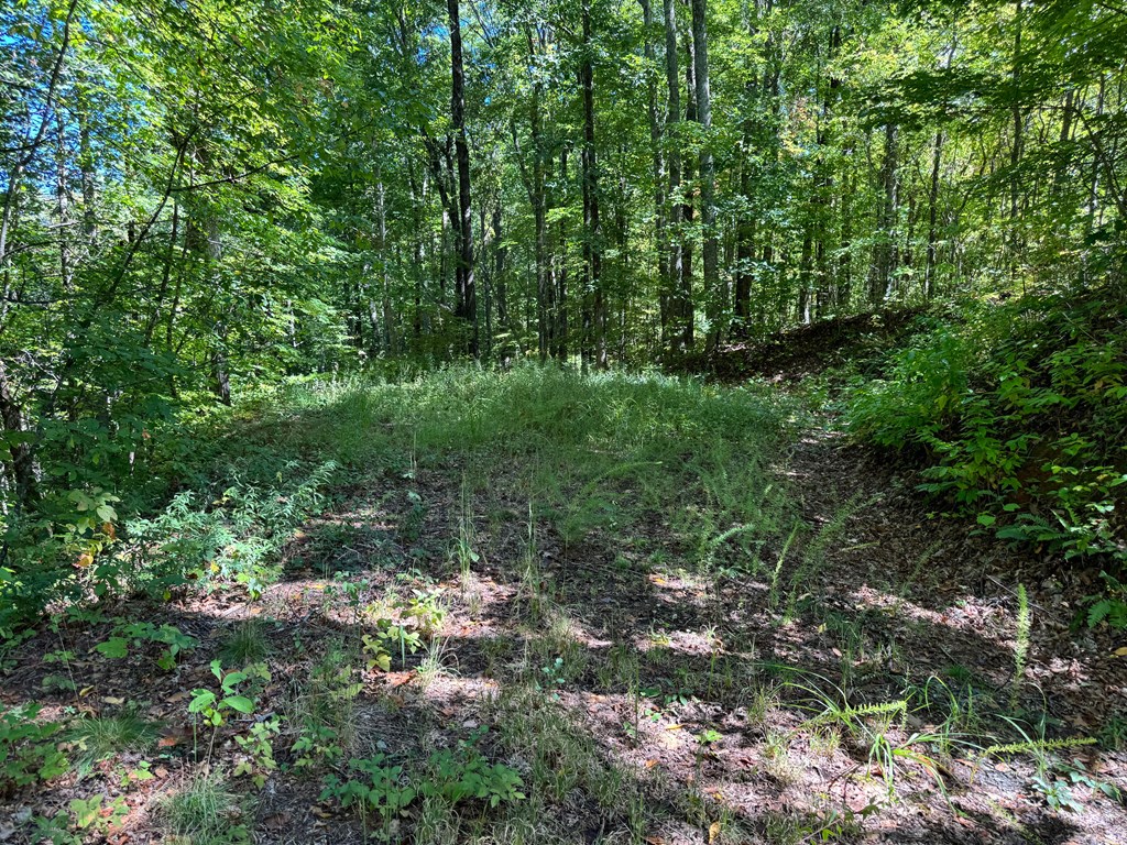 #2-3 Burnt Leaf Lane