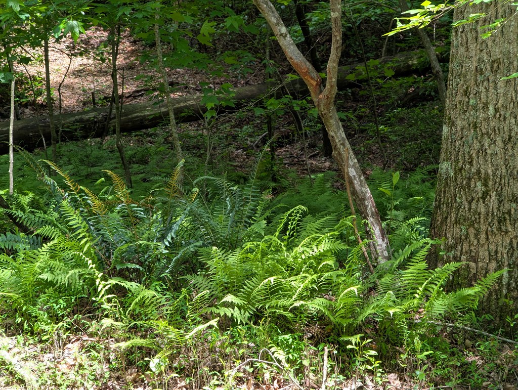 00 Wildwood Trail