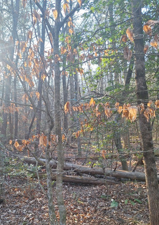 lots Mill Creek Acres