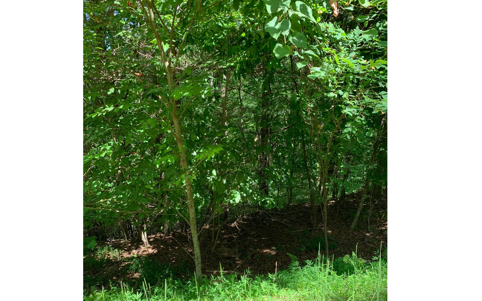 LOT20 Bryant Cove Road