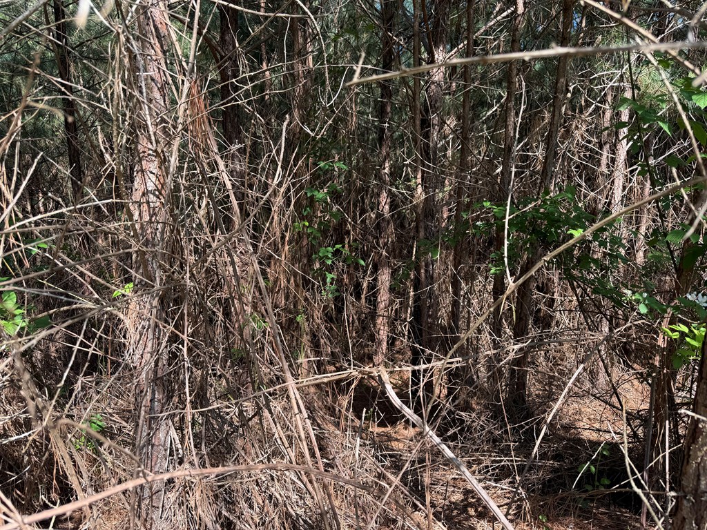 Lot 228 The Cove @ 1300