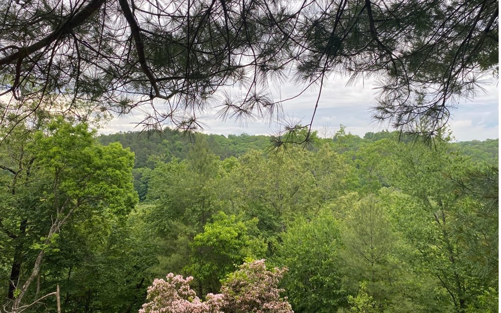 20 Toccoa River Forest