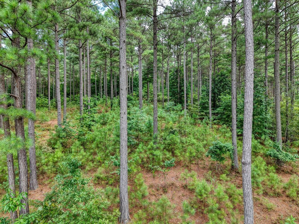 Lot 169 Thirteen Hundred