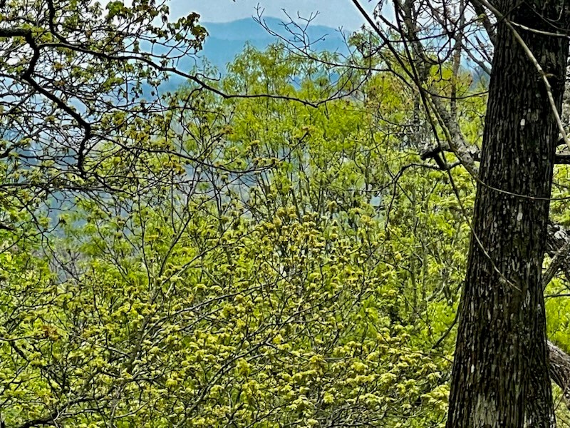 TR1-23 Majestic Mountain Trail