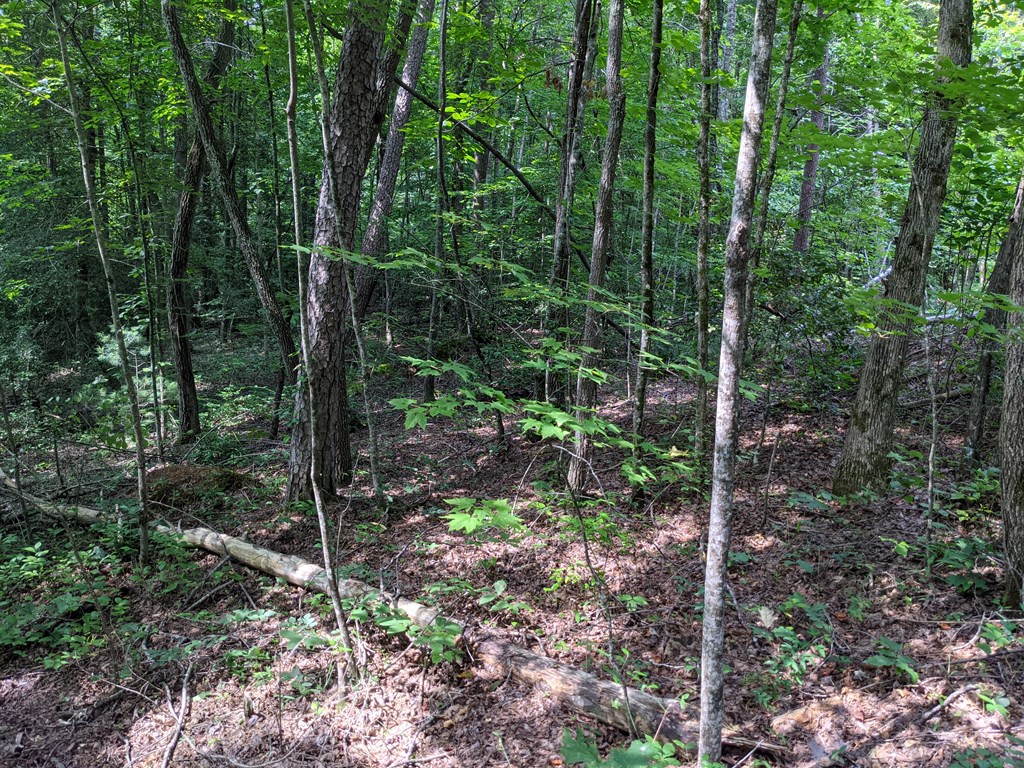 3.84 AC Matheson Cove Road