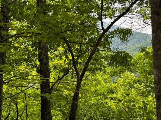 6 POUNDING MILL LOOP, HAYESVILLE, NC 28904 - Image 4a1fa5d70334bb7f30878a084affc546/3739593836