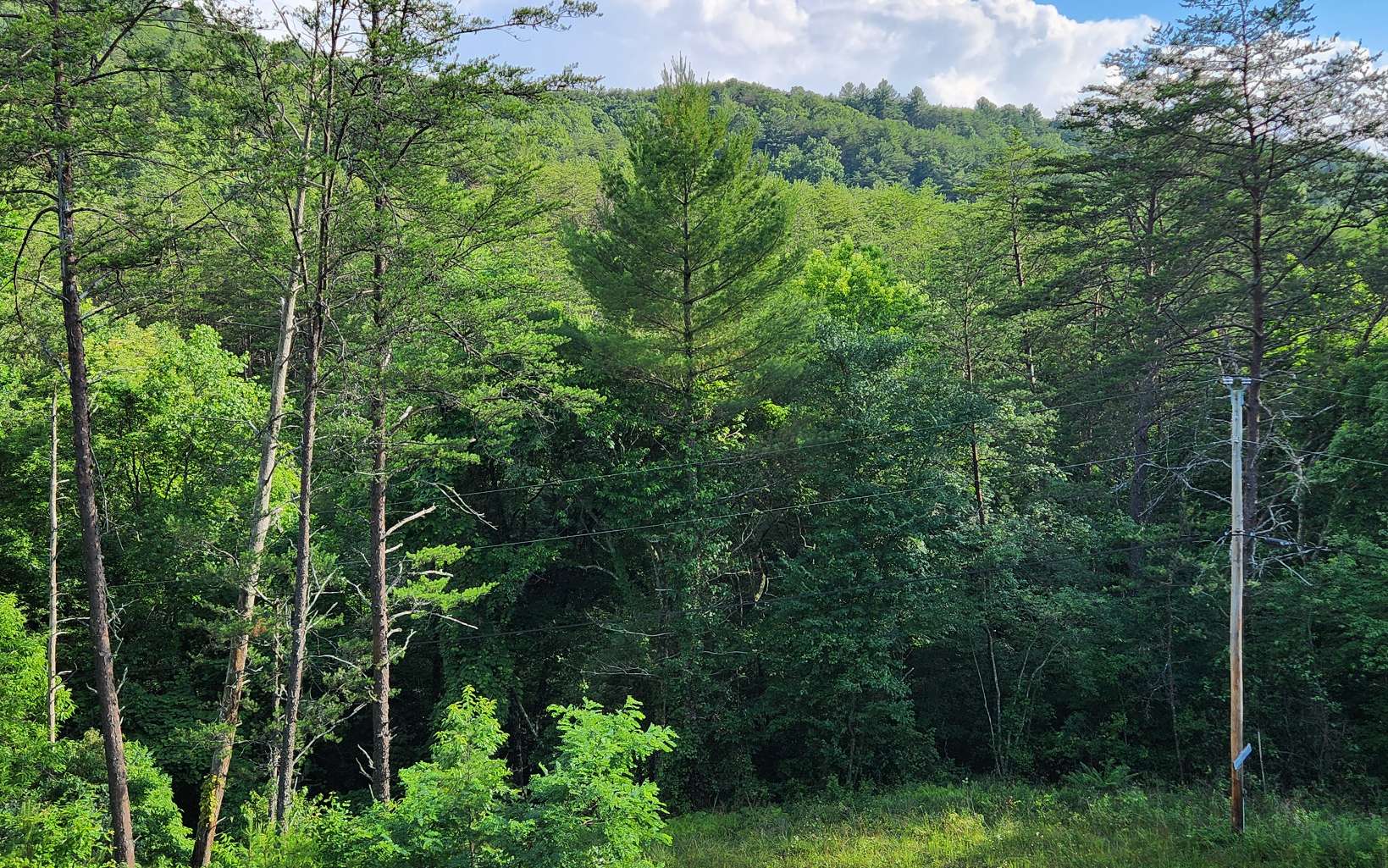 3.5AC Sassafras Ridge Road