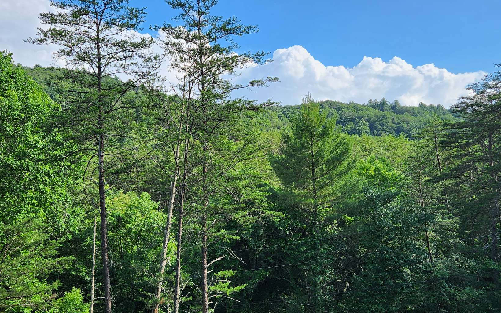 3.5AC Sassafras Ridge Road